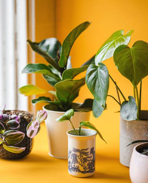 6 Warna Cat Pembawa Fengshui Positif ke Dalam Hunian