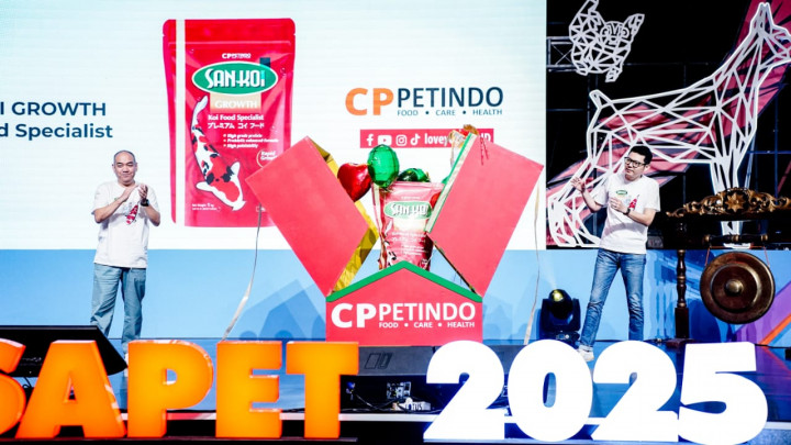 Di Tengah Tren Guppy hingga Glowfish, Koi Tetap Jadi Primadona