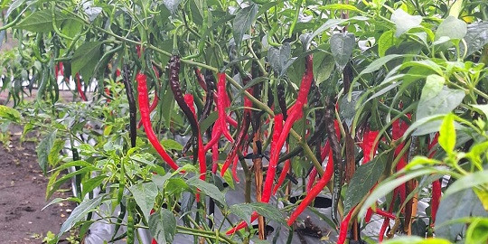 Faperta IPB Bikin Tanaman Cabai 'Awet Muda', Bisa Terus Berbuah
