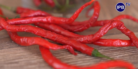 Peneliti ITB Kembangkan Varietas Cabai Keriting Tahan Virus