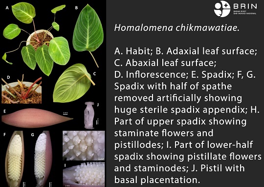 Homalomena chikmawatiae, Spesies Baru Tumbuhan yang Ditemukan di Riau