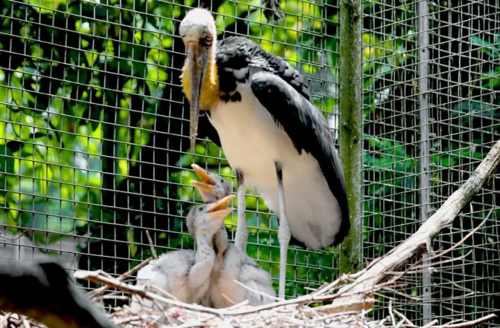 Cara Masuk Ragunan tanpa Antre Panjang saat Long Weekend