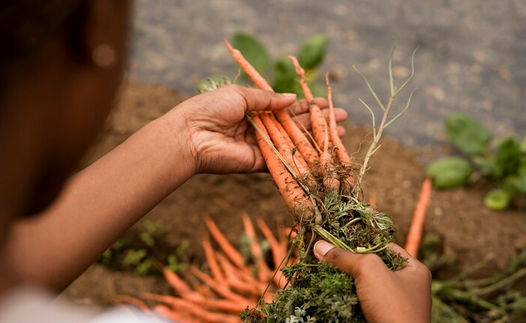 Panen Wortel Sendiri di Rumah? Ini Trik Supaya Hasilnya Maksimal!
