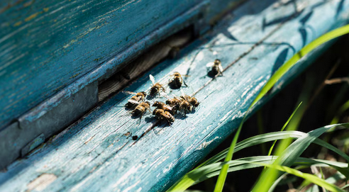 Tanpa Disadari, 5 Hal Ini Bisa Mengundang Tawon Masuk ke Rumahmu!