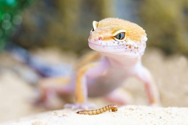 3 Berita Terpopuler Gaya: Cara Pelihara Gecko Hingga Hotel Dekat Lokasi Konser
