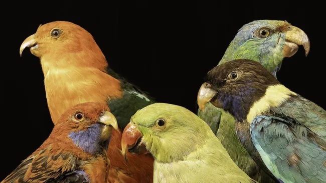 Mengungkap Rahasia di Balik Warna-Warni Menakjubkan Hewan Tropis