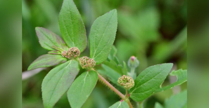 Patikan Kebo: Tanaman Liar Kaya Khasiat untuk Kecantikan Kulit