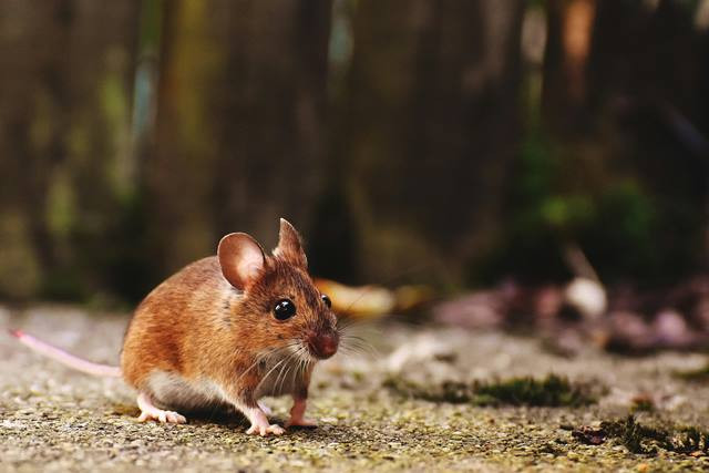  Hati-hati hantavirus di momen banjir. (Foto: Ilustrasi/Dok. Pexels.com)
