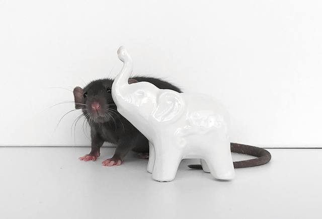 Beda Leptospirosis dan Hantavirus