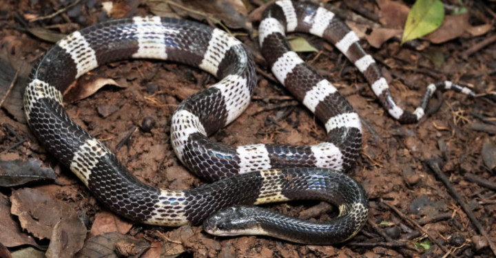 Bahaya Ular Weling yang Gigit Korban di Pekalongan hingga Kritis, Ini Kata Pakar IPB