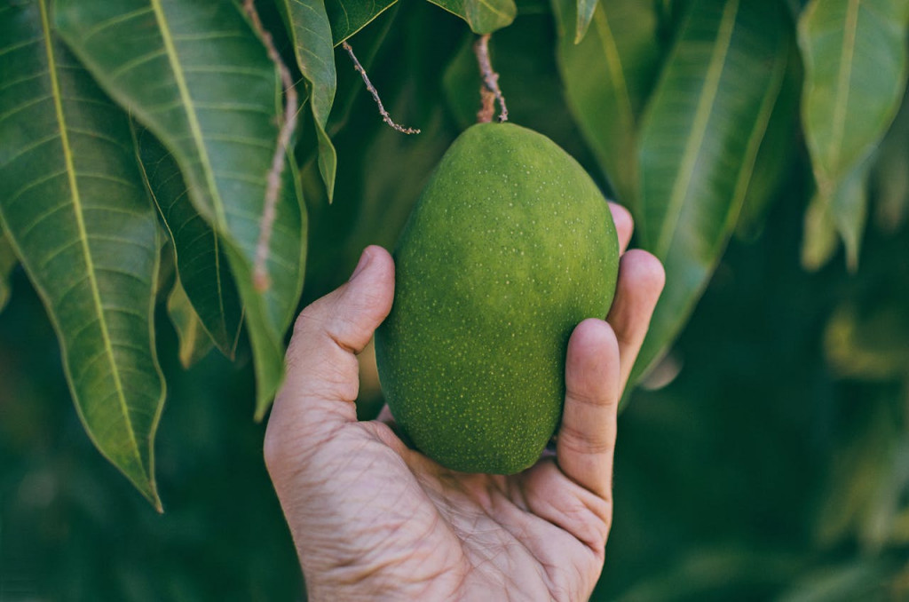 Ilustrasi mangga muda. Foto: Pexels