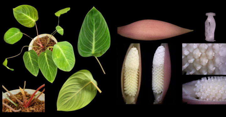 Nama Guru Besar IPB Diabadikan Jadi Nama Tanaman Berdaun Unik, Seperti Lukisan