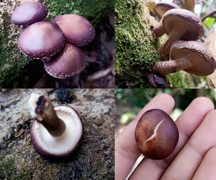 Peneliti IPB: Jutaan Spesies Jamur Masih Belum Terungkap di Indonesia