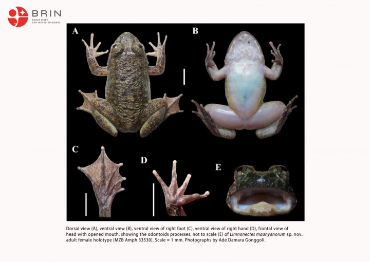 Dua Spesies Baru Katak Bertaring Ditemukan di Pegunungan Meratus Kalimantan