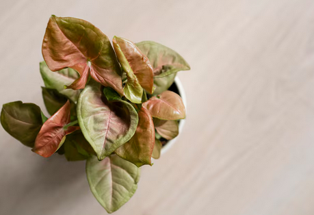 Awas! Terlalu Sering Menyiram Bisa Bunuh Tanaman, Ini Tandanya