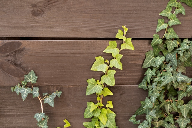 Jangan Asal! Ini Cara Merawat Tanaman Merambat Biar Dinding Tetap Estetik