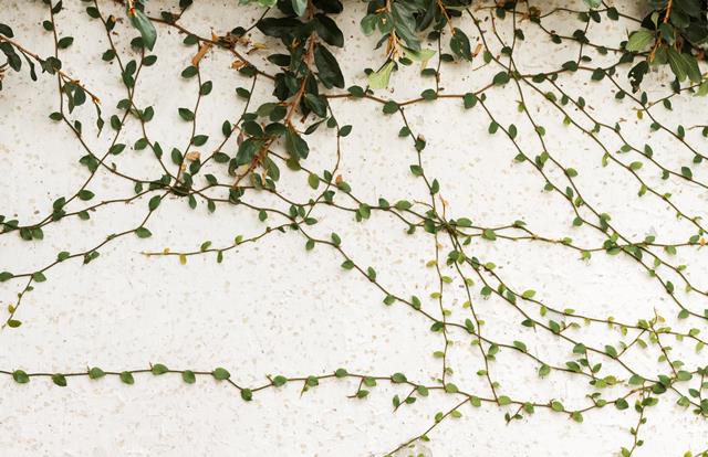 Berita Terpopuler Properti: Merawat Tanaman Merambat hingga Tips Memilih Tukang Bangunan