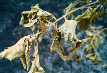 Panduan Menyiram Tanaman di Musim Kemarau agar Tetap Hidup
