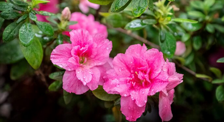 7 Tanaman Rumah Ini Beracun untuk Hewan Peliharaan, Waspadai!