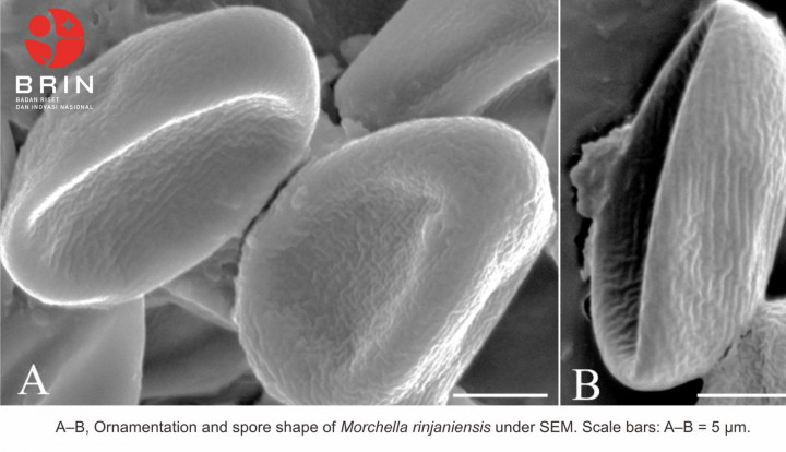 <i>Morchella rinjaniensis</i>: Spesies Jamur Tropis Baru dengan Pola Unik dari Rinjani