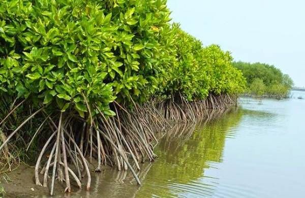 Bakau dan Mangrove Berbeda Lho! Ini Pengertian dan Perbedaannya