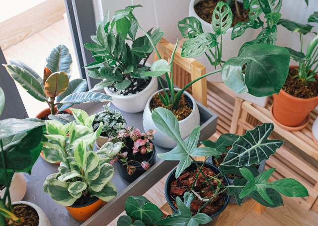 Kenali Perbedaan Tanaman C3, C4, dan CAM dalam Proses Fotosintesis