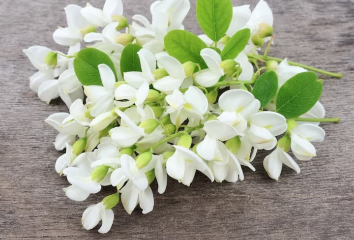 Tanaman Hias Pengharum Alami, Rumah Lebih Segar dan Estetik