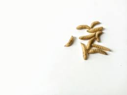 Cuma Butuh 2 Bahan, Begini Cara Cepat Basmi Belatung di Rumah