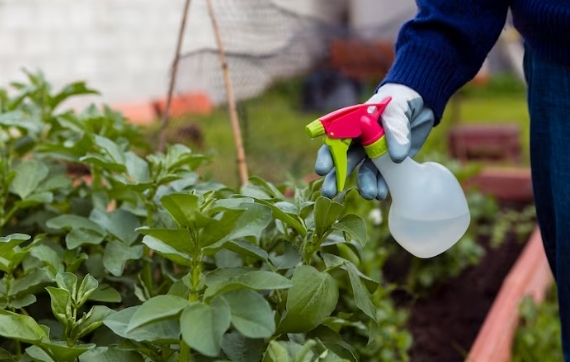 Cuka Bisa Merusak Tanaman? Ini Cara Aman dan Efektif Menggunakannya