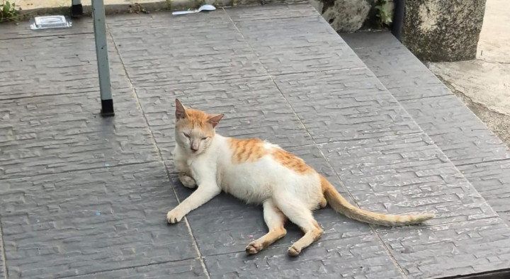 Cakaran Kucing BIsa Tularkan Rabies, Ini Tips Pertolongan Pertama ala Pakar IPB