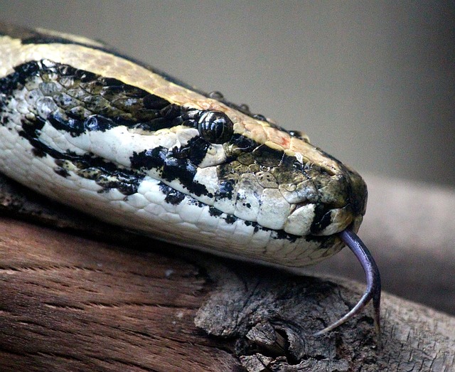 Deforestasi Bikin Ular Piton Masuk Kampung, Ini Penjelasan Pakar IPB