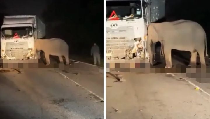 Hari Gajah Sedunia, Mitigasi Konflik dengan Manusia Harus Lebih Masif