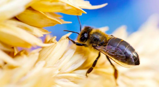 Ilustrasi lebah. DOK EPA EPE