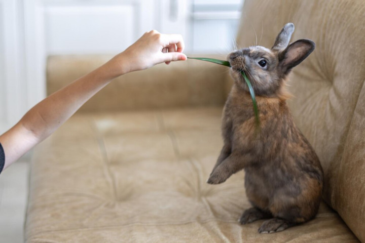 Perbedaan Kelinci dan Marmut, Ini Fakta Taksonomi yang Jarang Diketahui