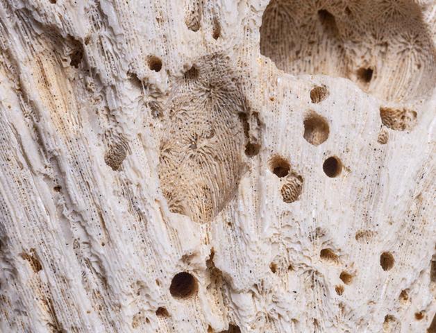 Waspada! Tumpukan Serbuk Halus di Furnitur Bisa jadi Tanda Kumbang Bubuk Kayu