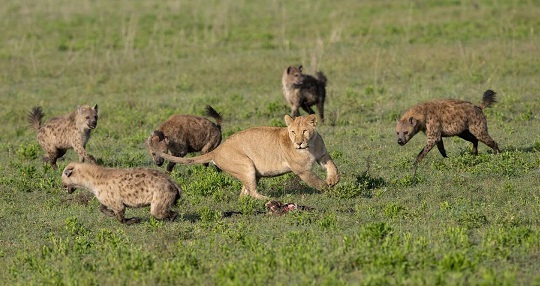 Singa dan Hiena. DOK Kenya Wild Parks
