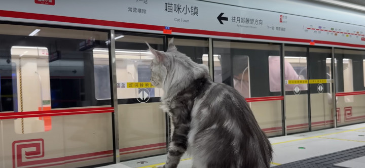 Niat Abis! YouTuber Ini Bikin Subway Mini Khusus untuk Kucingnya