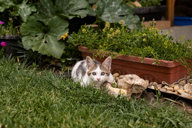 5 Bahan Dapur untuk Cegah Kucing BAB di Halaman Rumah