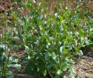 Potensi Ginseng Jawa: untuk Kesehatan hingga Industri Kosmetik