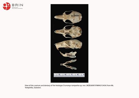 Peneliti BRIN Temukan Spesies Baru Tikus Hutan dari Gunung Tompotika Sulteng