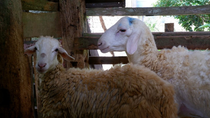 Budidaya Kambing dan Domba Jadi Jalan Desa Mandiri