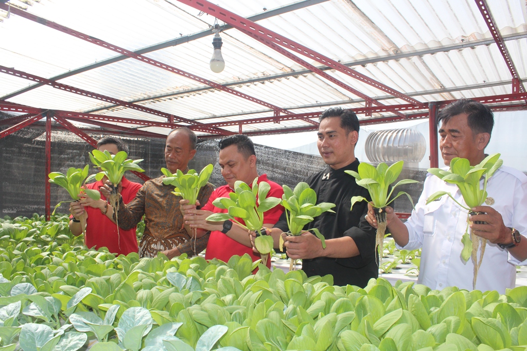 Hasil panen dari kebun ini langsung dimanfaatkan untuk kebutuhan dapur hotel, termasuk restoran Swiss-Bistro. Dok. Ist