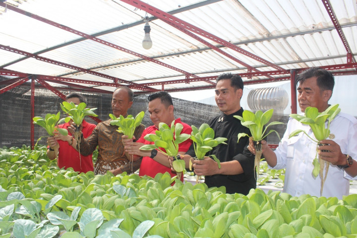 Wow! Swiss-Belinn Medan Kembangkan Hidroponik di Rooftop, Hasilkan Beragam Tanaman Hijau