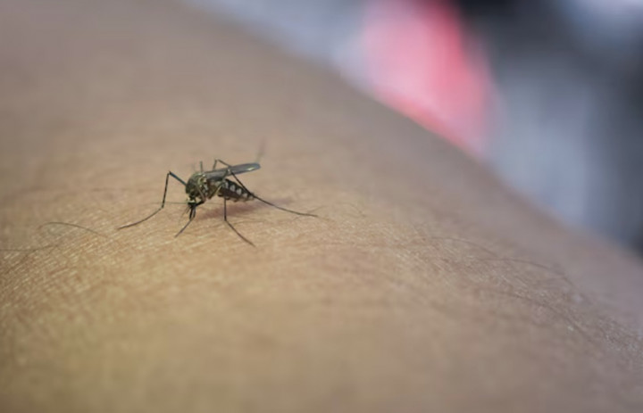 4 Cara Efektif Cegah Gigitan Nyamuk di Rumah