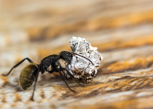 6 Kebiasaan yang Tanpa Disadari Mengundang Semut ke Dapur dan Cara Mengatasinya