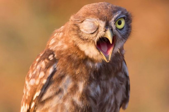 Hewan-Hewan dengan Pendengaran Terbaik yang Kalahkan Manusia