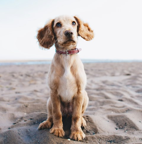 Gejala Umum Masalah Saluran Kemih pada Anjing