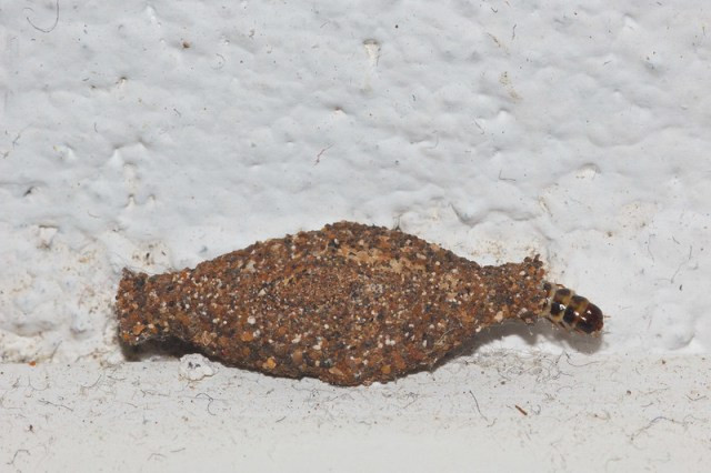 Kenapa Banyak Kamitetep di Rumah? Ini Penyebab dan Solusinya