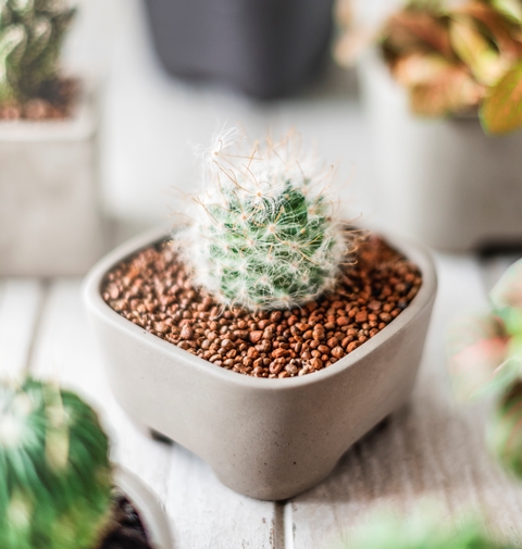 Tips Merawat Kaktus Mini