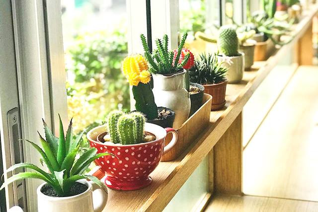 3 Berita Terpopuler Gaya: Merawat Kaktus Mini Hingga Parfum Menurut Zodiak